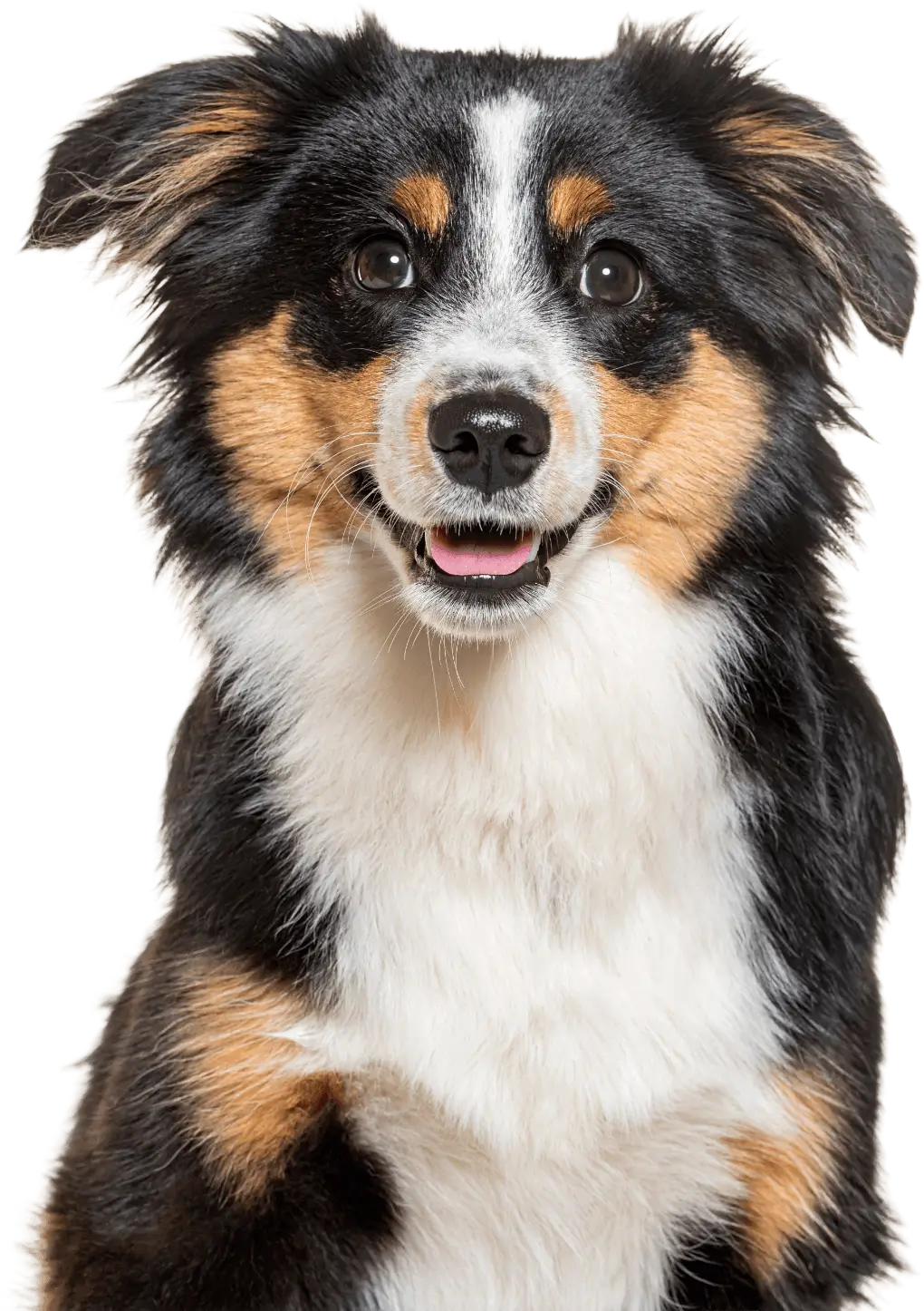 Smiling tricolor dog used to represent Everlake's pet-friendly apartments